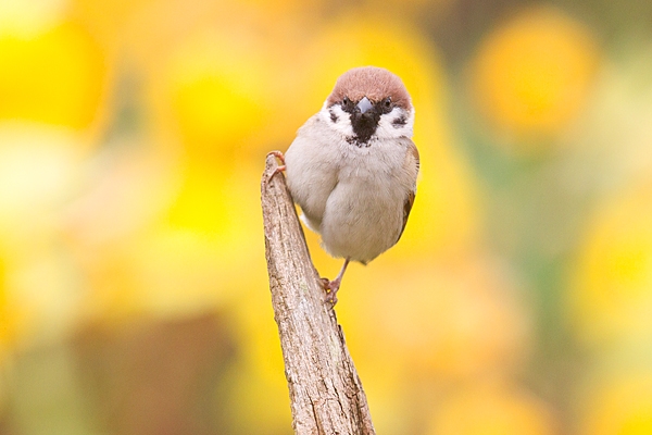 Tree Sparrow amid daffs 4. Apr. '20.