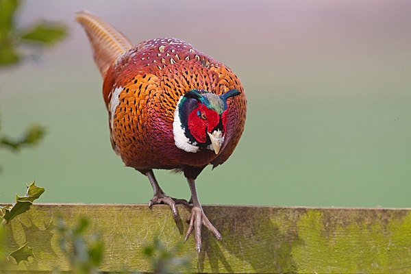 Cock Pheasant coming over fence. Apr. '20.