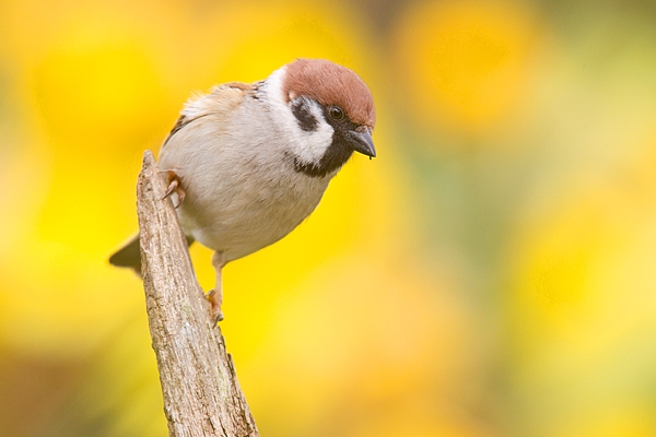 Tree Sparrow amid daffs 1. Apr. '20.