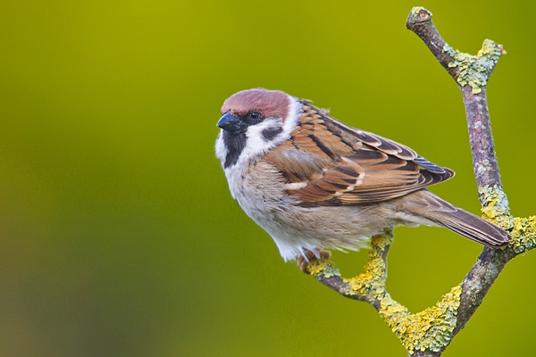 Tree Sparrow on lichen twig. Apr. '20.