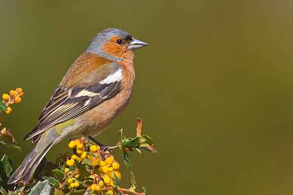 Male Chaffinch. Apr. '20.