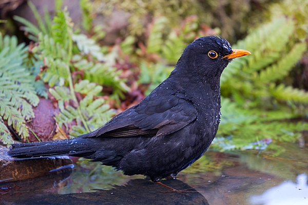 Male Blackbird bathing. Apr. '20.