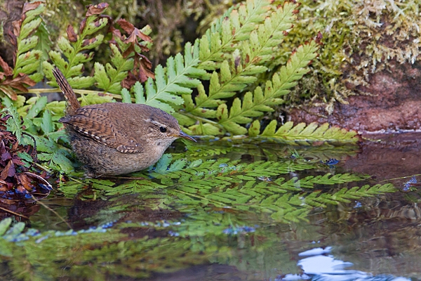 Wren at waters edge. Apr. '20.