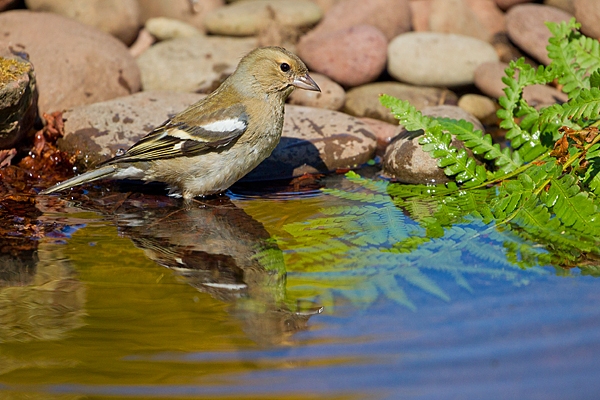 Female Chaffinch bathing. Apr. '20.