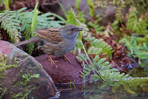 Dunnock at waters edge 2. Apr. '20.