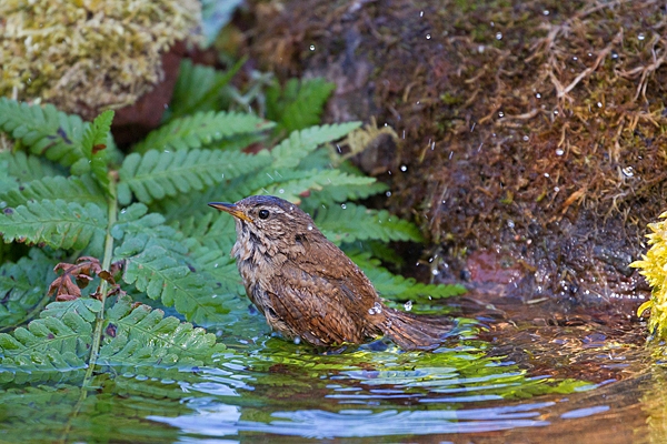 Wren bathing. Apr. '20.