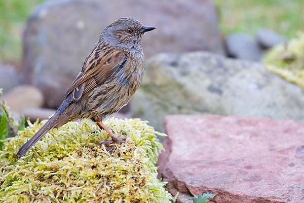 Dunnock on mossy rock. Apr. '20.