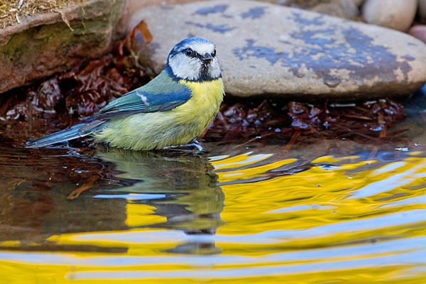 Blue tit bathing 3. Apr. '20.