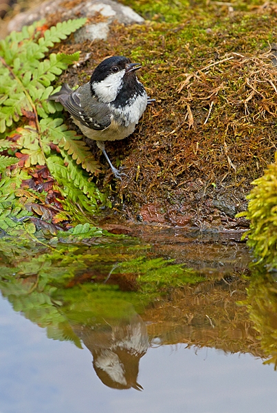 Coal tit at waters edge. May '20.