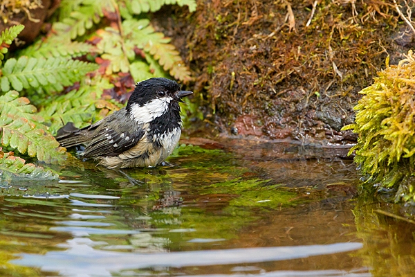 Coal tit bathing. May '20.