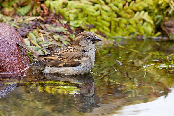 Female House Sparrow bathing. May. '20.