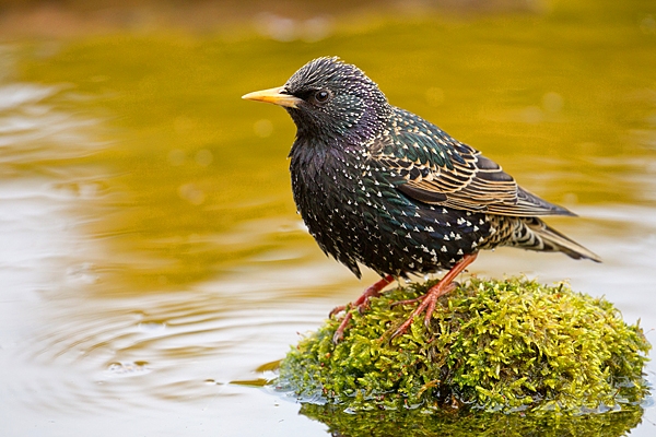 Starling on mossy reflection stone. May. '20.