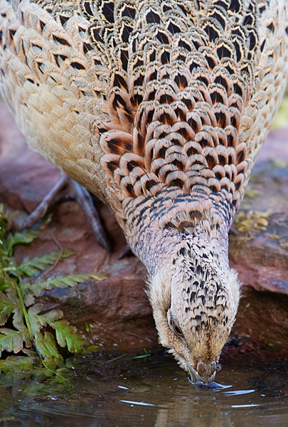 Hen Pheasant drinking 3. May. '20.