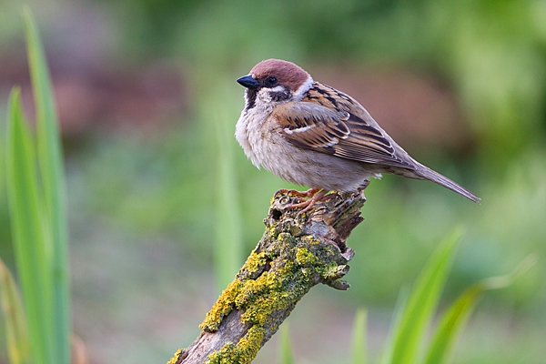 Tree Sparrow near pond. May. '20.