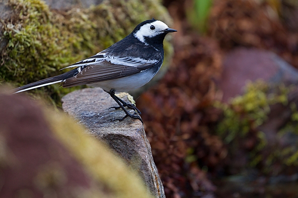 Pied Wagtail on rocks. May. '20.