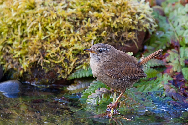 Wren at waters edge 2. May. '20.