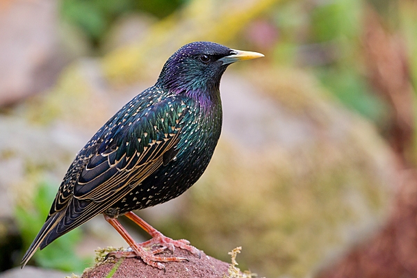 Starling on rock. May. '20.