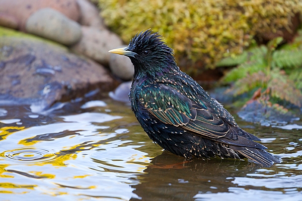 Starling in pond. May. '20.