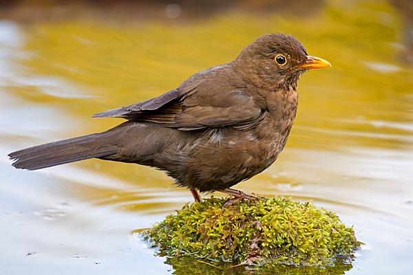 Female Blackbird on mossy reflection stone. May. '20.