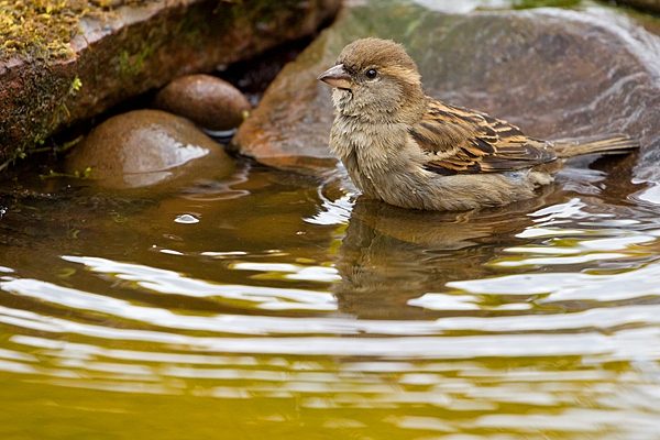 Female House Sparrow bathing. May. '20.