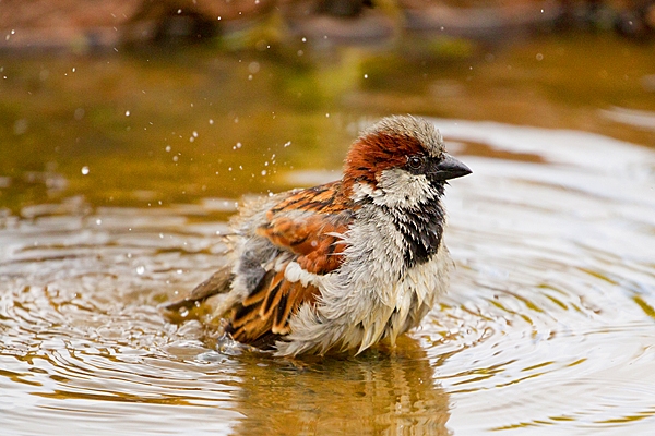 Male House Sparrow bathing 3. May. '20.