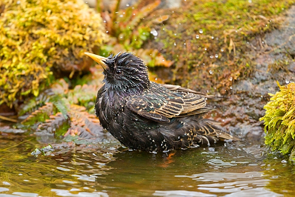 Starling bathing 3. May. '20.