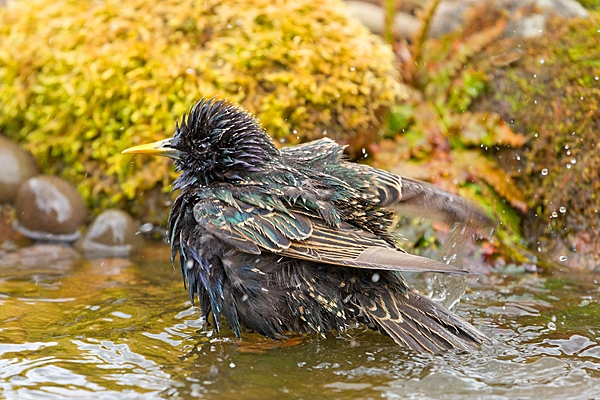 Starling bathing 2. May. '20.