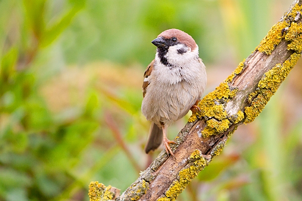 Tree Sparrow near pond 2. May. '20.