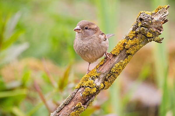 Female House Sparrow near pond. May. '20.