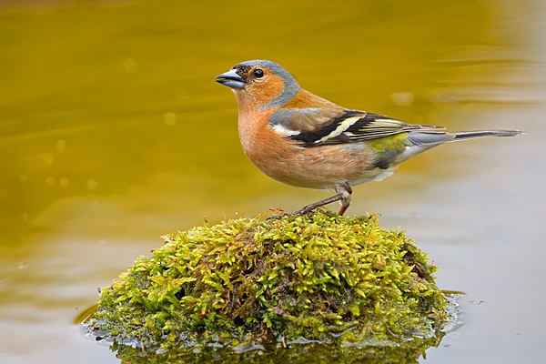 Male Chaffinch on mossy reflection stone. May. '20.