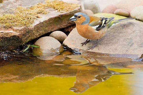 Male Chaffinch drinking. May. '20.