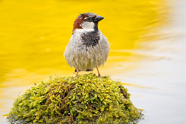 Male House Sparrow on mossy reflection stone 3. May. '20.