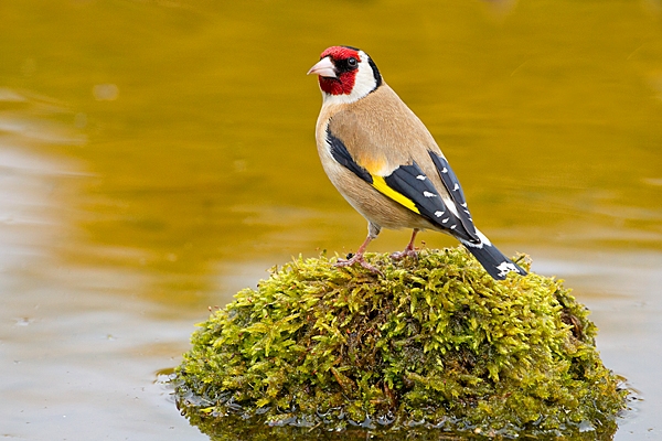 Goldfinch on mossy reflection stone. May. '20.