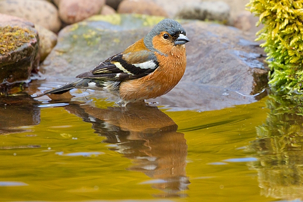 Male Chaffinch and reflection in pond. May. '20.