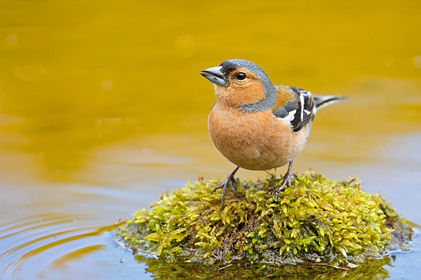 Male Chaffinch on mossy reflection stone 2. May. '20.