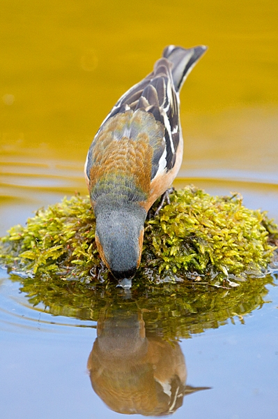 Male Chaffinch drinking from mossy reflection stone. May. '20.