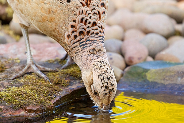 Hen Pheasant drinking at pond 2. May. '20.