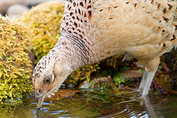 Hen Pheasant drinking at pond 1. May. '20.