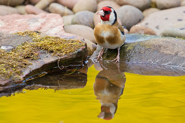 Goldfinch and reflection in pond. May. '20.