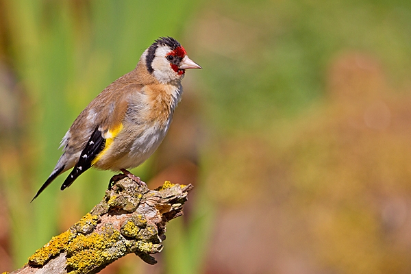 Goldfinch near pond. May. '20.