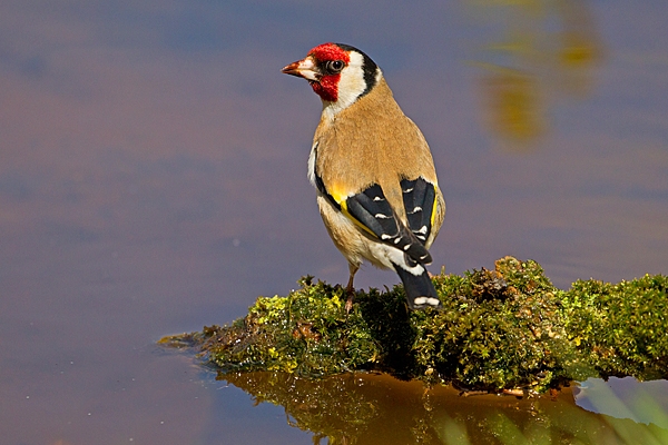 Goldfinch on mossy branch overhanging my pond. May. '20.