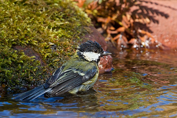 Great tit bathing 2. May. '20.