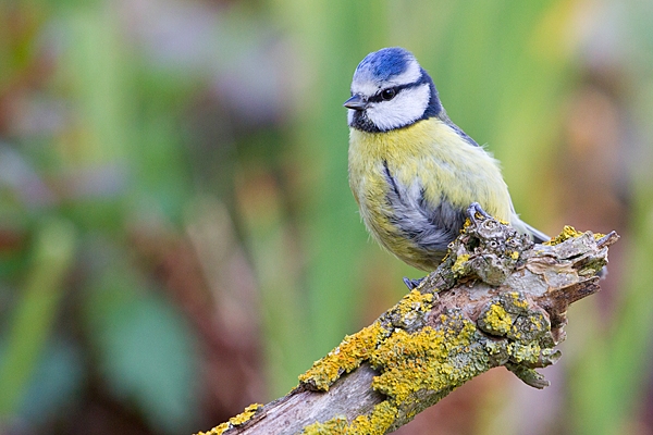 Blue tit near pond 2. May. '20.