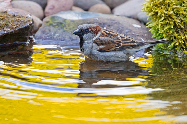 Male House Sparrow bathing 2. May. '20.