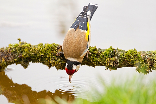 Goldfinch drinking from mossy branch over pond 2. May '20.