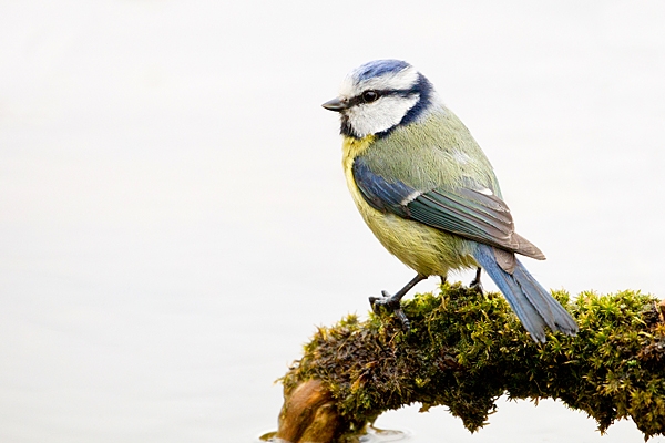 Blue tit on mossy branch over pond. May '20. 