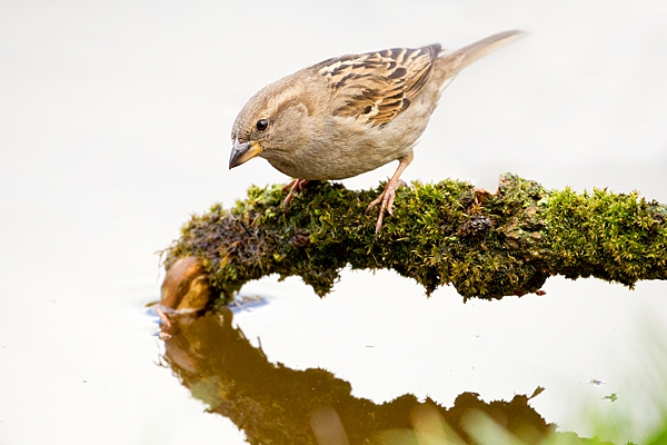 Femle House Sparrow on mossy branch over pond. May '20.