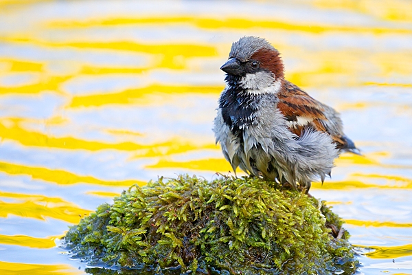 Male House Sparrow on mossy reflection stone 3. May '20.