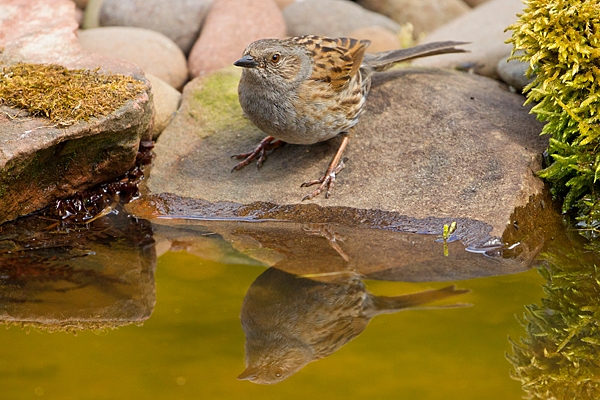 Dunnock and reflection in pond. May '20.