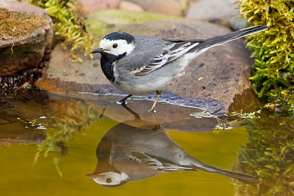 Pied Wagtail and reflection in pond 2. May '20.